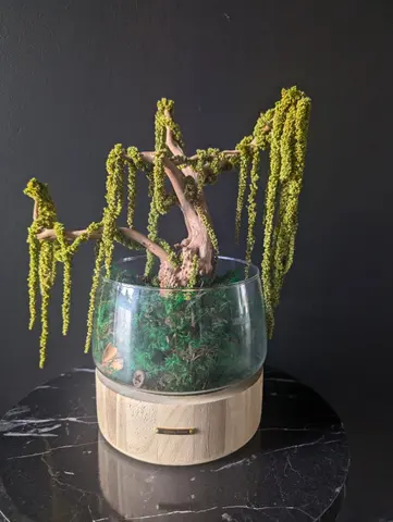 AMARANTHUS BONSAI – Preserved Moss Bonsai Tree