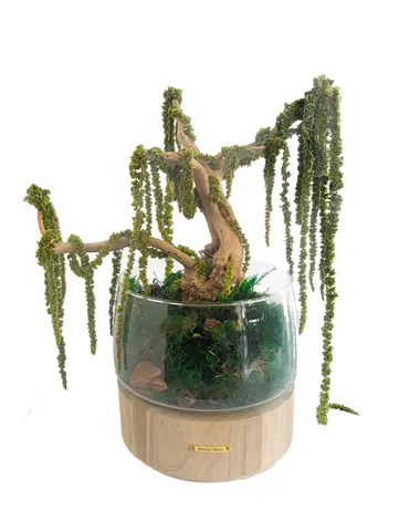 AMARANTHUS BONSAI, alternative view