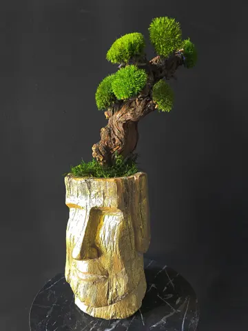 ANCIENT WISDOM – Preserved Moss Bonsai Sculpture