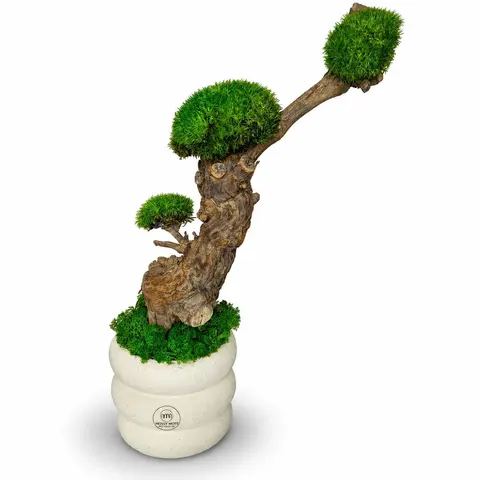BONSAI 45cm - Handmade Preserved Moss Bonsai