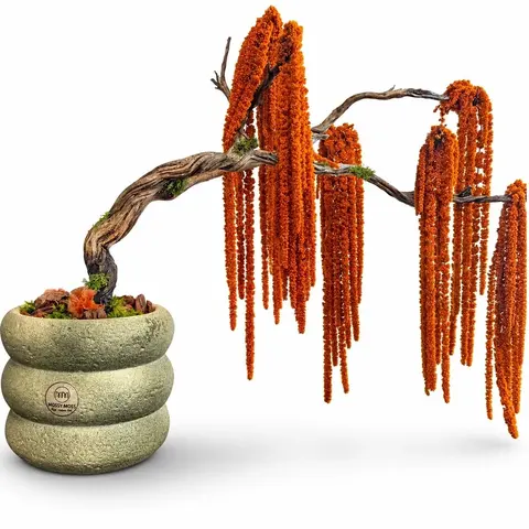 CORAL AMARANTHUS BONSAI