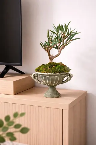 EUCALYPTUS BONSAI – Preserved Moss Bonsai Tree