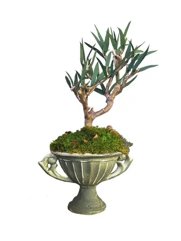 EUCALYPTUS BONSAI, alternative view