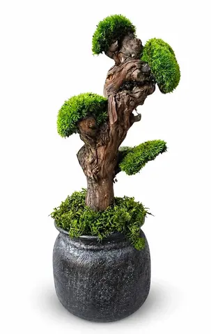 FOREST ESSENCE BONSAI – Preserved Moss Bonsai Tree