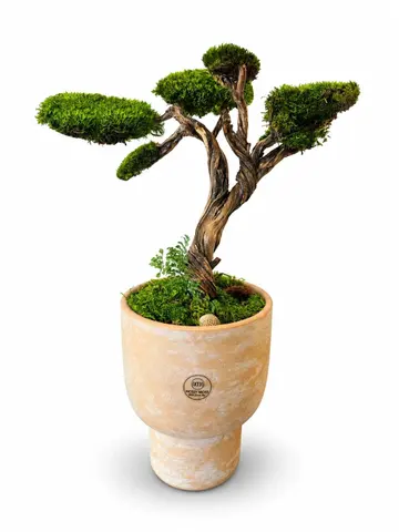 JUNIPER BONSAI – Preserved Moss Bonsai Tree