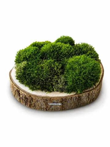 MOSS PLATTER, alternative view