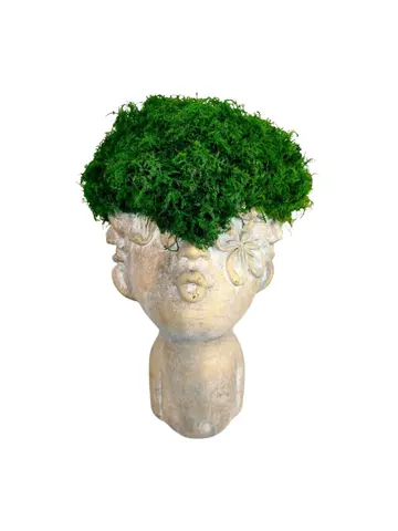MOSSY-HEAD, alternative view