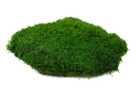 NATURAL PRESERVED FLAT MOSS, alternative view