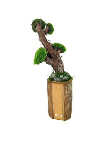 SOLO BONSAI, alternative view