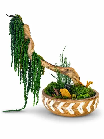 WEEPING WILLOW BONSAI
