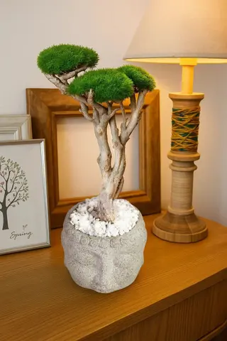 ZEN BONSAI – Preserved Moss Bonsai Tree
