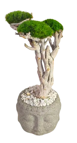 ZEN BONSAI, alternative view